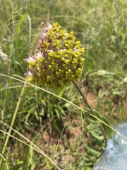 Asclepias albens