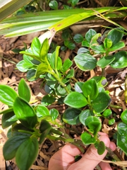 Peperomia borbonensis