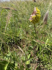 Asclepias albens