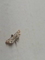 Sufetula