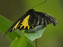 Troides amphrysus