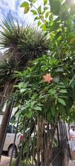 Brugmansia insignis