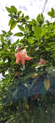 Brugmansia insignis