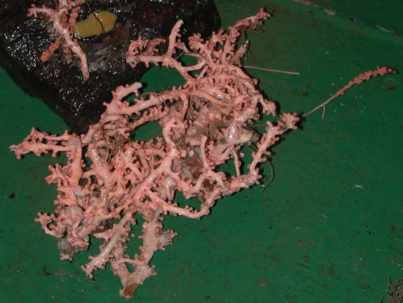 Anthothela grandiflora (Sars, 1856)