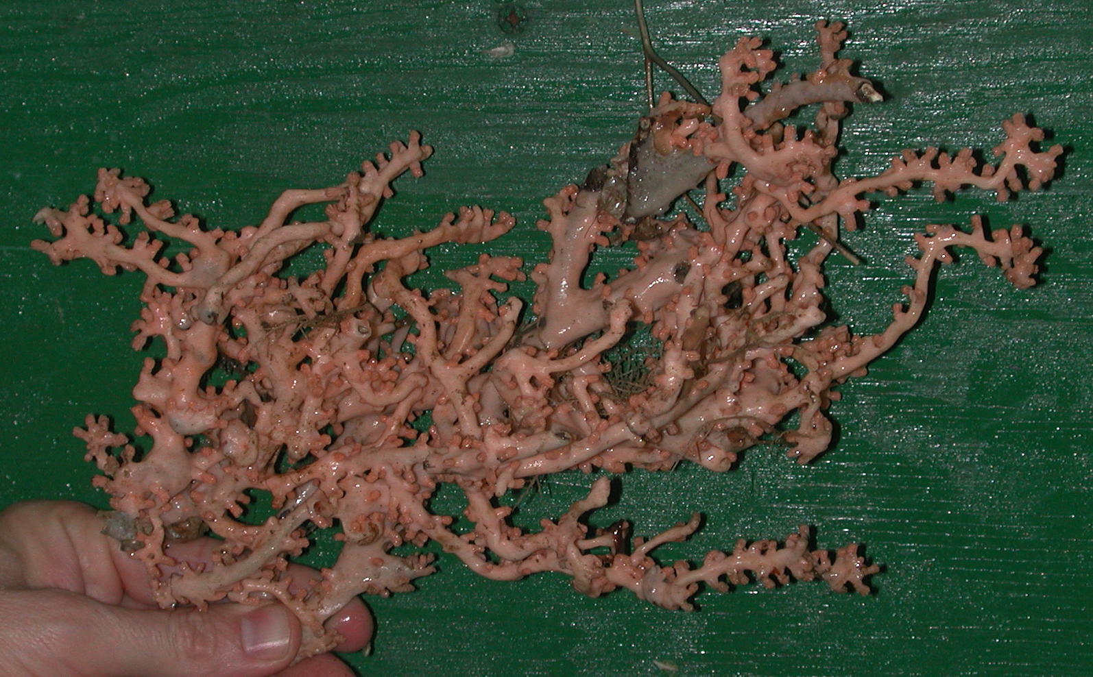 Anthothela grandiflora (Sars, 1856)