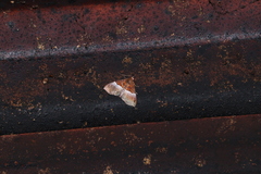 Hypena bijugalis