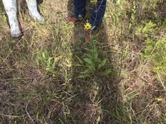 Silphium confertifolium