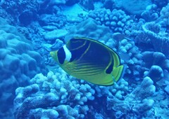 Chaetodon lunula