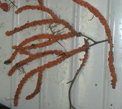 Primnoa resedaeformis