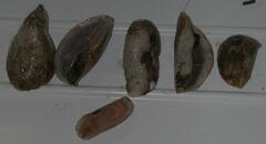 Psolus squamatus