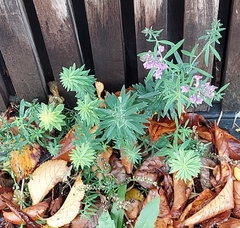 Linaria purpurea