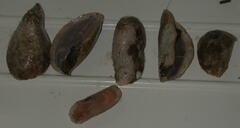 Psolus squamatus