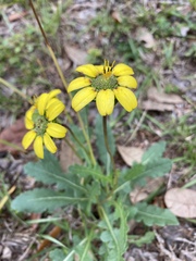 Berlandiera subacaulis