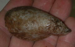 Psolus squamatus