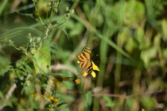 Eresia phillyra phillyra