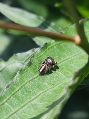Dendryphantes