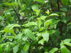 Maesa perlaria formosana