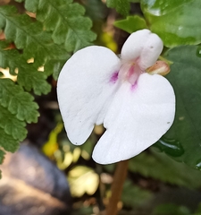 Impatiens walleriana