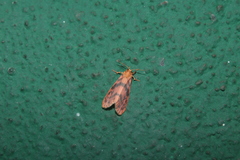 Miltochrista arcuata