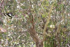 Eudynamys orientalis cyanocephalus