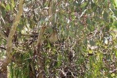 Eudynamys orientalis cyanocephalus