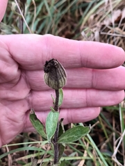 Silene latifolia alba