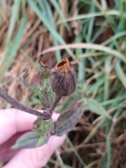 Silene latifolia alba