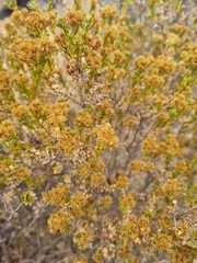 Oedera genistifolia