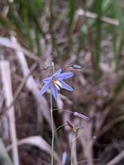 Dianella rara