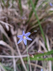 Dianella rara
