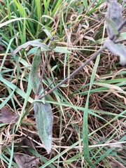 Silene latifolia alba