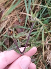 Silene latifolia alba