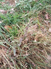 Silene latifolia alba