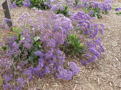 Limonium perezii