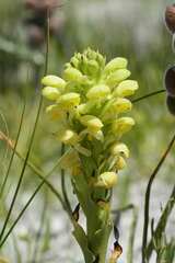 Disa sabulosa