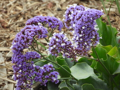Limonium perezii