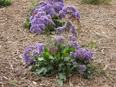 Limonium perezii