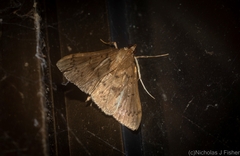 Syllepte phricosticha