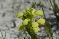 Disa sabulosa