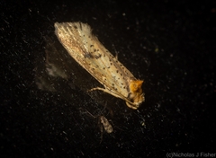 Azaleodes micronipha