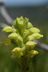 Disa sabulosa