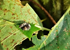 Falcaria lacertinaria