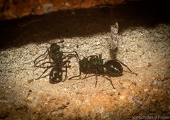 Polyrhachis hookeri