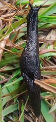 Helicarionoidea