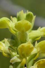 Disa sabulosa