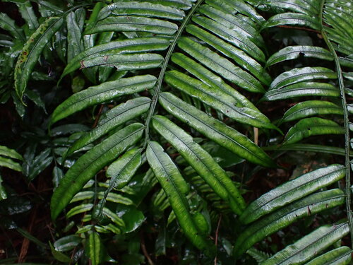 Angiopteris fokiensis iNat (1)