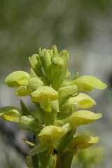 Disa sabulosa