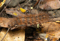 Creatonotos
