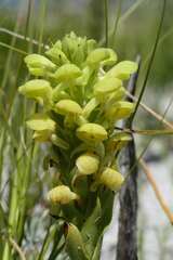 Disa sabulosa