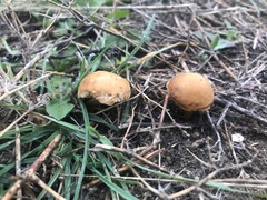 Agrocybe pediades